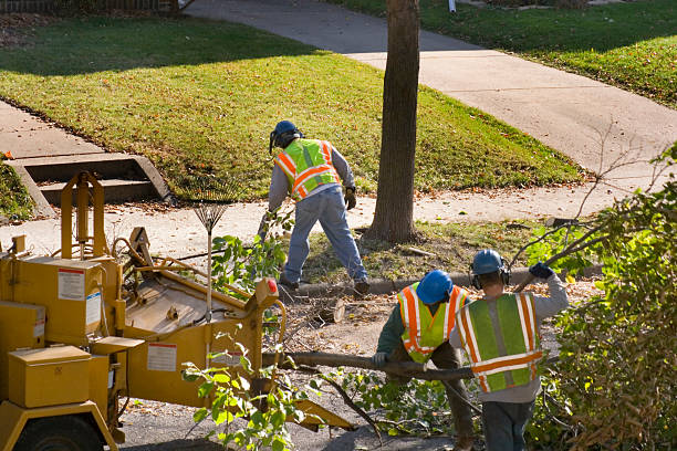 Best Dead Tree Removal  in Chama, NM